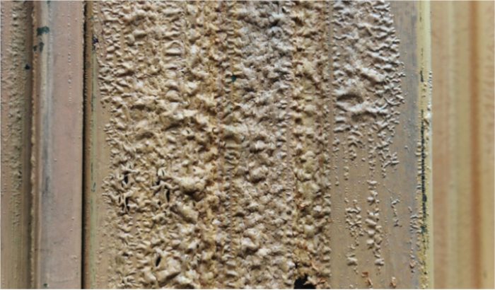 Blisters: salt trapped under the film
