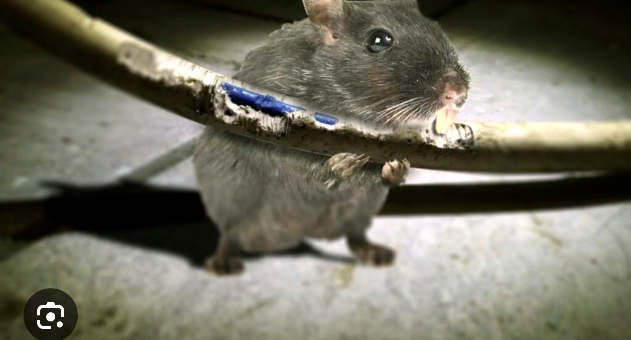 A rat gnawing a cable run