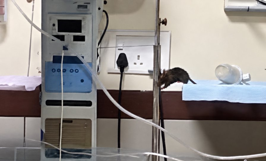 Rodents reach the NICU.